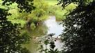 invasive with a sap that causes severe burns in ultraviolet light. - via Daymix