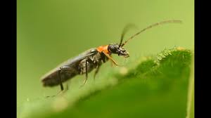 Attēlu rezultāti vaicājumam “Oedemera croceicollis”