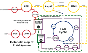 Attēlu rezultāti vaicājumam “Dianema depressum plasmodium”