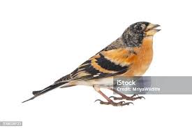 Attēlu rezultāti vaicājumam “Fringilla montifringilla female”