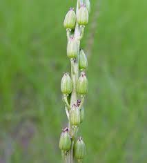 Attēlu rezultāti vaicājumam “Triglochin maritimum flower”