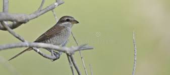 Attēlu rezultāti vaicājumam “Lanius collurio female”