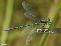 Attēlu rezultāti vaicājumam “Lestes dryas male”