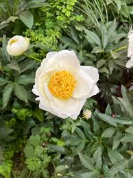 Attēlu rezultāti vaicājumam “Paeonia lactiflora flower”