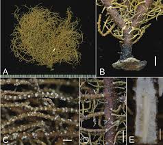 Attēlu rezultāti vaicājumam “Cladonia cornuta”