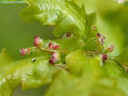 Attēlu rezultāti vaicājumam “Quercus robur male flower”