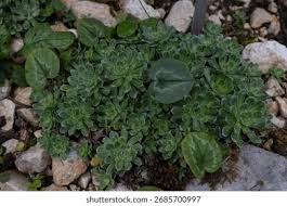 Image result for Steinbrech