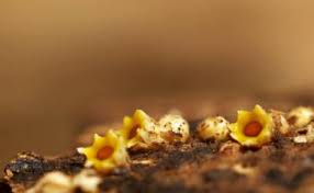 Attēlu rezultāti vaicājumam “Sphaerobolus stellatus”