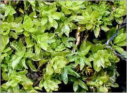 Attēlu rezultāti vaicājumam “Encalypta streptocarpa”