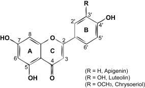 Attēlu rezultāti vaicājumam “Pseudobryum cinclidioides cells”
