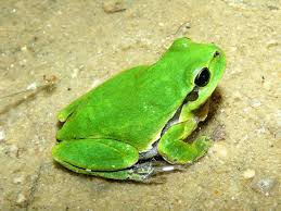 Attēlu rezultāti vaicājumam “Hyla arborea”