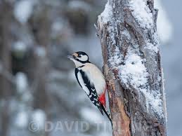 Attēlu rezultāti vaicājumam “Dendrocopos minor female”