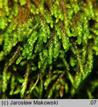 Attēlu rezultāti vaicājumam “Pterigynandrum filiforme”