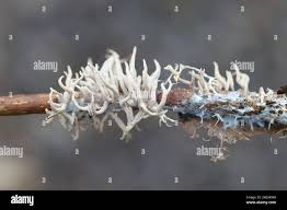 Attēlu rezultāti vaicājumam “Lentaria sp.”