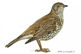 Attēlu rezultāti vaicājumam “Turdus viscivorus”