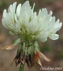 Attēlu rezultāti vaicājumam “Trifolium repens flower”
