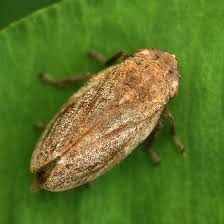 Attēlu rezultāti vaicājumam “Philaenus spumarius”