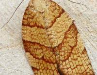 Attēlu rezultāti vaicājumam “Pandemis corylana”