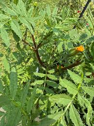 Attēlu rezultāti vaicājumam “Tagetes leaf”
