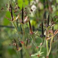 Attēlu rezultāti vaicājumam “Geranium pratense bud”