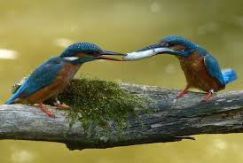 Attēlu rezultāti vaicājumam “Alcedo atthis”