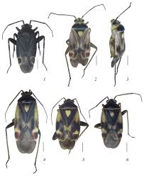 Attēlu rezultāti vaicājumam “Polymerus palustris”
