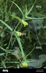 Attēlu rezultāti vaicājumam “Melampyrum sylvaticum”