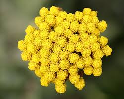 Image result for Achillea filipendulina