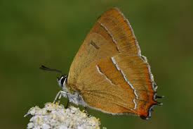 Attēlu rezultāti vaicājumam “Thecla betulae male”