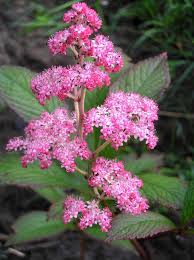 Image result for Rodgersia chocolate wings