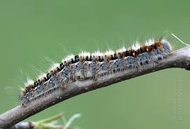 Attēlu rezultāti vaicājumam “Lasiocampa quercus imago”