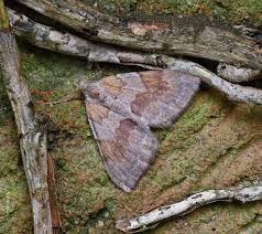 Attēlu rezultāti vaicājumam “Pennithera firmata”