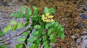 Attēlu rezultāti vaicājumam “Berberidaceae”
