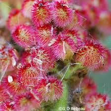 Attēlu rezultāti vaicājumam “Rhus typhina flower”