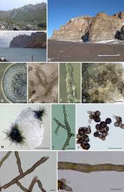 Attēlu rezultāti vaicājumam “Cystocoleus ebeneus”