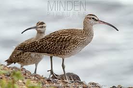 Attēlu rezultāti vaicājumam “Numenius phaeopus”