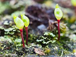 Attēlu rezultāti vaicājumam “Buxbaumia viridis”