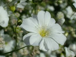 Image result for Gypsophila elegans