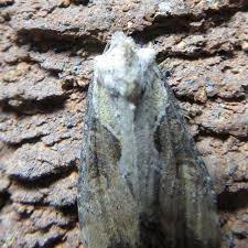 Attēlu rezultāti vaicājumam “Apamea ophiogramma”