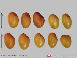 Attēlu rezultāti vaicājumam “Trifolium aureum fruit”