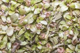 Attēlu rezultāti vaicājumam “Elatinaceae”