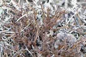 Attēlu rezultāti vaicājumam “Cetraria ericetorum”