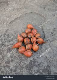 Attēlu rezultāti vaicājumam “Tulipa sylvestris fruit”
