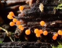 Attēlu rezultāti vaicājumam “Trichia crateriformis spores”