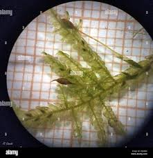 Attēlu rezultāti vaicājumam “Neckera complanata”