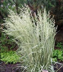 Attēlu rezultāti vaicājumam “Calamagrostis canescens leaf”