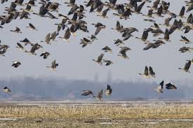 Image result for Anser fabalis