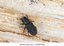 Attēlu rezultāti vaicājumam “Hylastes sp.”