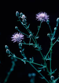 Attēlu rezultāti vaicājumam “Centaurea stoebe flower”