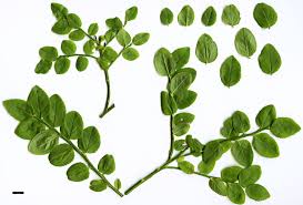 Attēlu rezultāti vaicājumam “Vaccinium myrtillus”